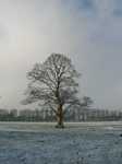 16565 Tree in snow.jpg
